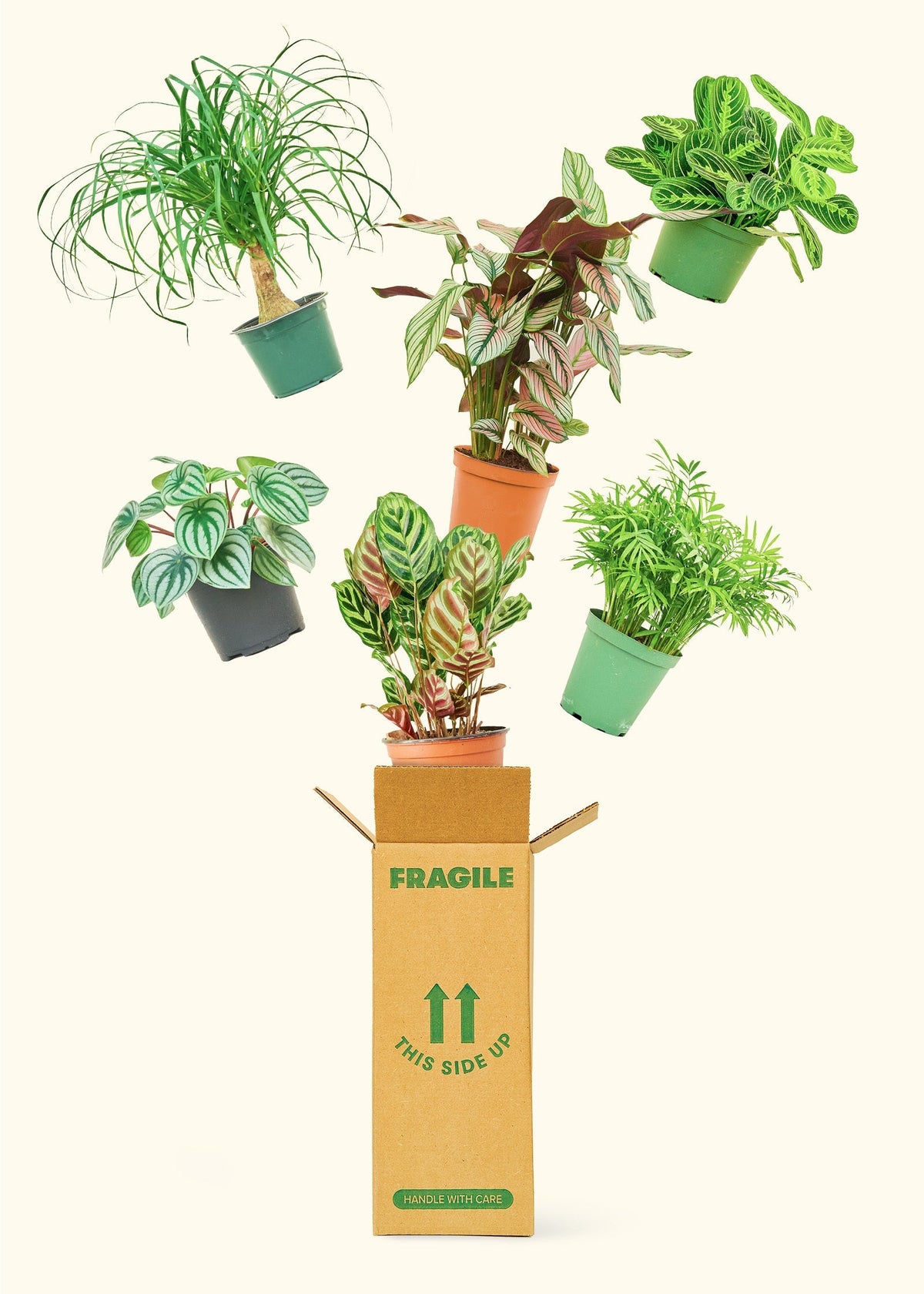Medium Mystery Plant - Image 2